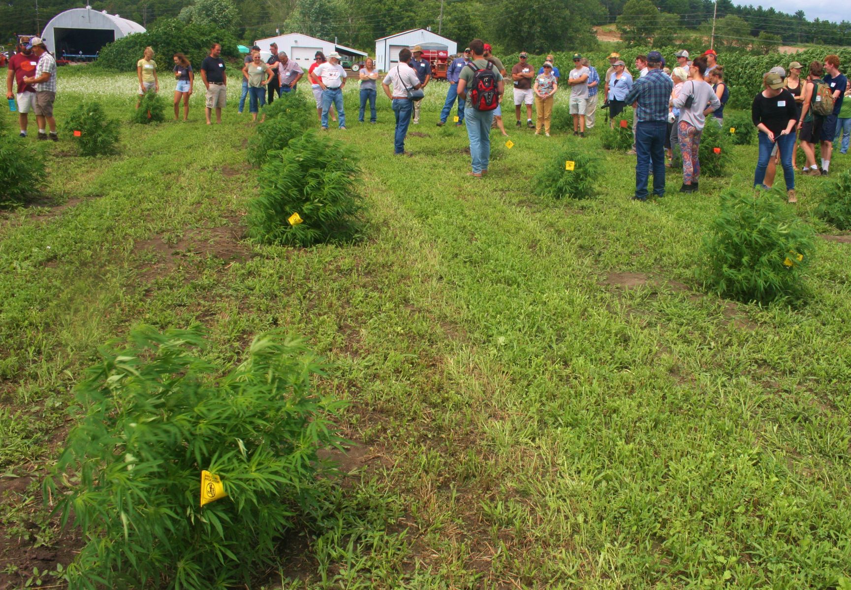 Hemp plants